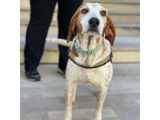 Newton il segugio con le lentiggini, adora le carezze, cane in adozione
