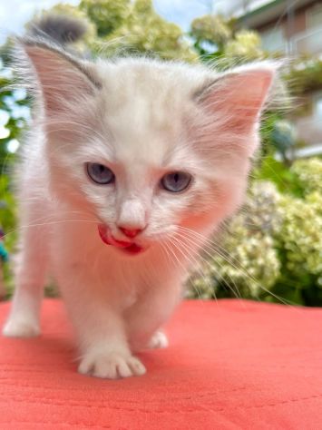 cucciolo di ragdoll - Foto 2
