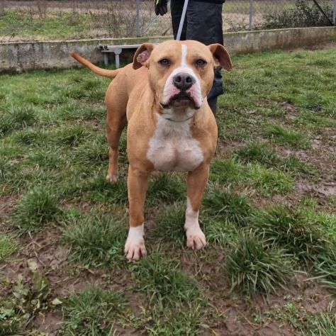 CLOE PURO AMORE CANE IN ADOZIONE - Foto 2