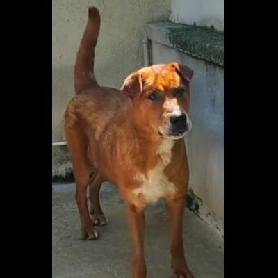 HACKITO, CUORE GRANDE, SALVIAMOLO DAL CANILE, CANE IN ADOZIONE. - Foto 4
