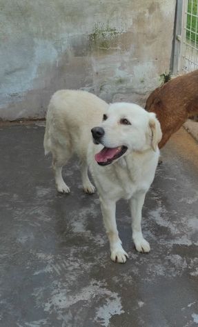 Cagnolina da adottare - Foto 8