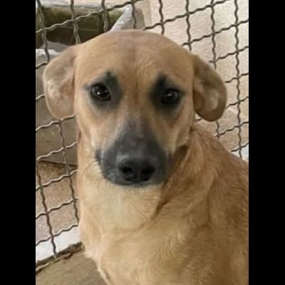 FIANDRA DELIZIOSA E SOCIEVOLE CAGNOLINA IN ADOZIONE TG MEDIA