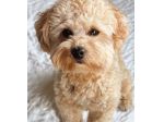 maltipoo