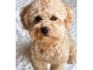 maltipoo