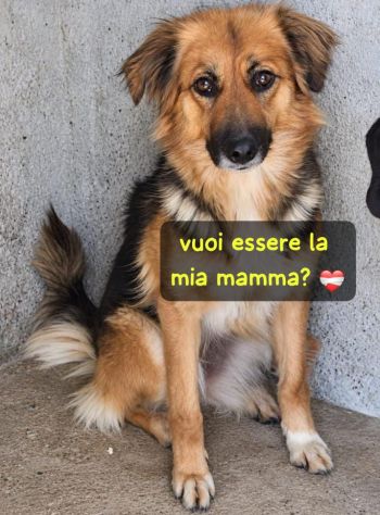 FRECCIA - 4 ANNI - 13/15 KG CIRCA - Foto 2