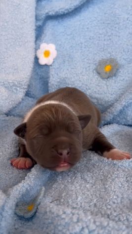 Amstaff cuccioli Blu con Pedigree ENCI - Foto 4