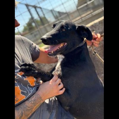 AARON coccolone e amorevole cane in adozione - Foto 5