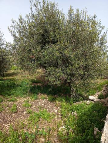 Terreno Edificabile in vendita a Siracusa, Plemmirio - Foto 3
