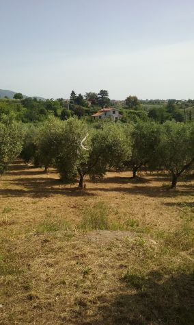 TERRENO AGRICOLO RIF. T1/2165