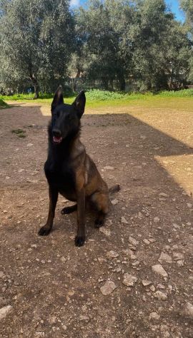 Pastore Belga Malinois cuccioli con pedigree - Foto 3