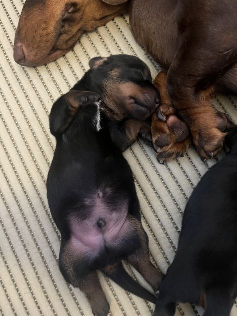 Cucciolo bassotto tedesco nano - Foto 10