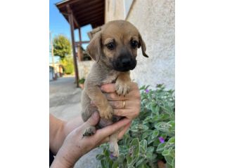 Fagiolino cucciolo taglia piccola