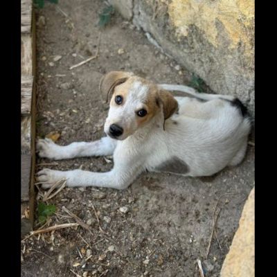 CAROTINO CUCCIOLO IN ADOZIONE - Foto 2