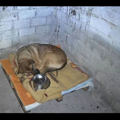 SHINA UNA VITA BUTTATA CANE IN ADOZIONE - Foto 3