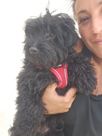 Bibi: barboncino Toy 5 mesi socievole - Foto 3