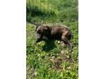 Tasha adozione cane tripode