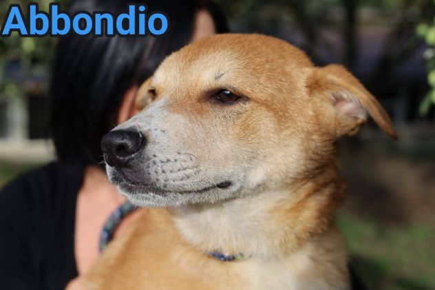 CUCCIOLI IN ADOZIONE RODRIGO ABBONDIO - Foto 6