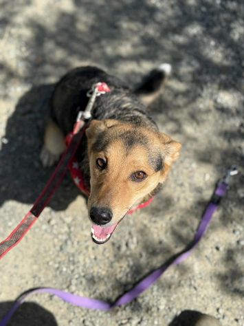 DOTTIE, tenerissima TG PICCOLA cerca coccole! - Foto 6