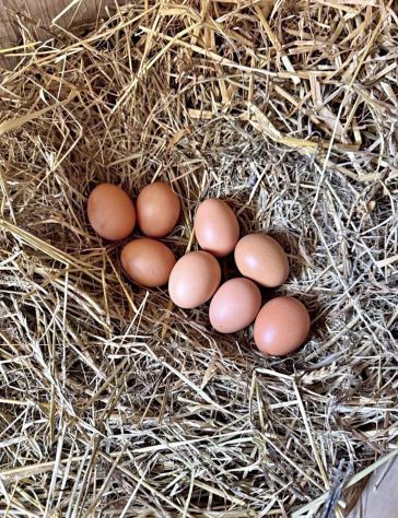 Uova gallina