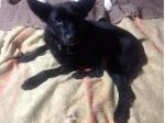 Lucky  8anni tg piccola nero PROV ALESSANDRIA