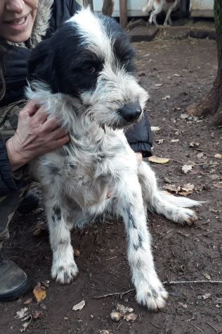 ELENORE, stupenda cucciolotta spinoncina - Foto 3