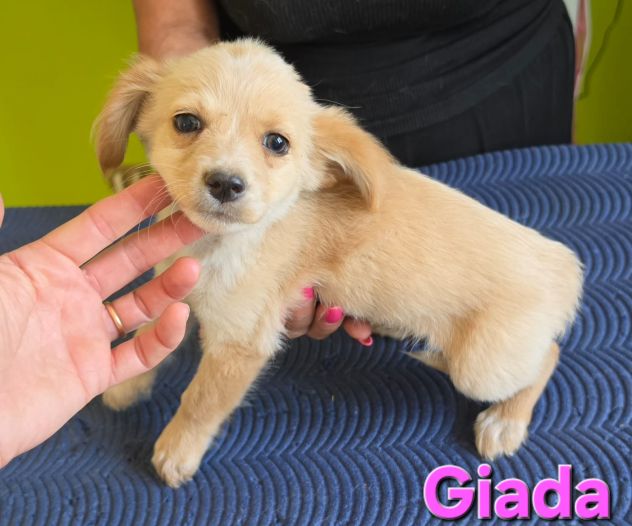 GIADA,cucciola mix volpino breton - Foto 10
