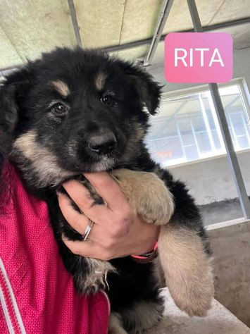 CUCCIOLI IN ADOZIONE - Foto 4