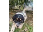Pepita cucciola