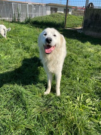GAUDÌ -orsacchiotto travestito da cane- - Foto 8