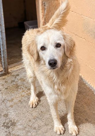 KELLY 2/3 ANNI SIMIL GOLDEN RETRIEVER - Foto 2