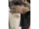 SHEARLING ecc...per Abbigliamento-Arredamento