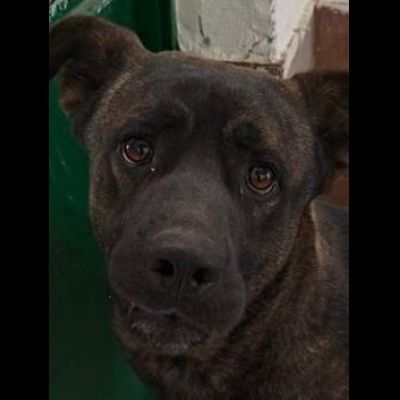 AMOS GIOVANE BELLO GIOCHERELLONE CAGNOLINO IN ADOZIONE - Foto 2