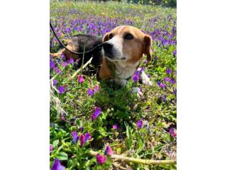 Penny beagle taglia piccola 10 kg