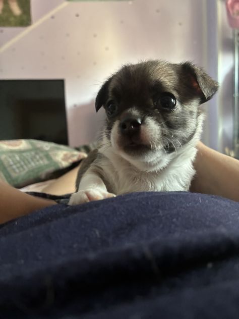 Chihuahua - Foto 3