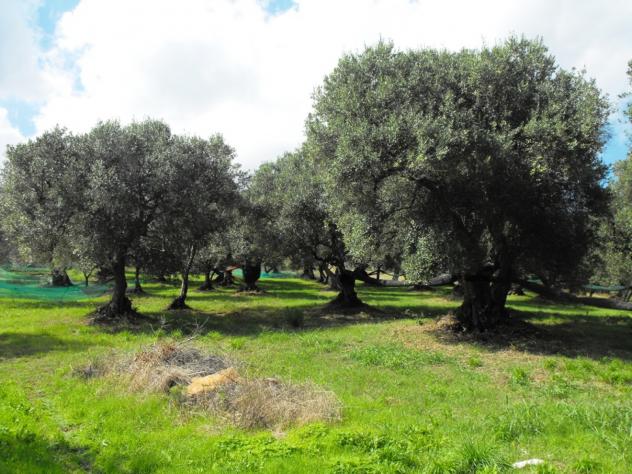 Agricolo in Località Caselle - Foto 15