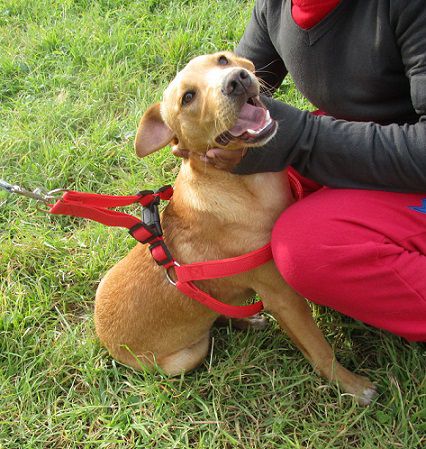 MOMO, splendido cucciolo - Foto 3