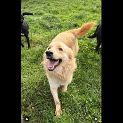 TIMON DOLCISSIMO simil Golden retriever cane in adozione