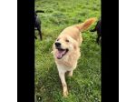 TIMON DOLCISSIMO simil Golden retriever cane in adozione