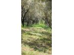 Terreno agricolo in vendita a Cascina 1260 mq  Rif: 1256395