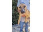 TRILLY, TOMBOLA E FREJA, 4 MESI (29/03/26), TAGLIA PICCOLA, RINCHIUSE IN CANILE