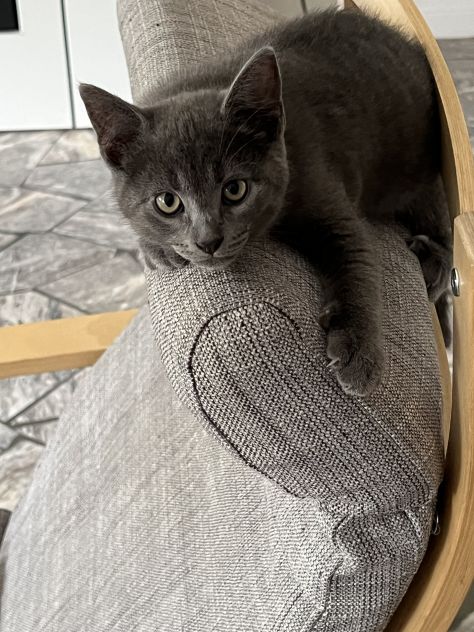 Gattino Certosino Tip. - Foto 2