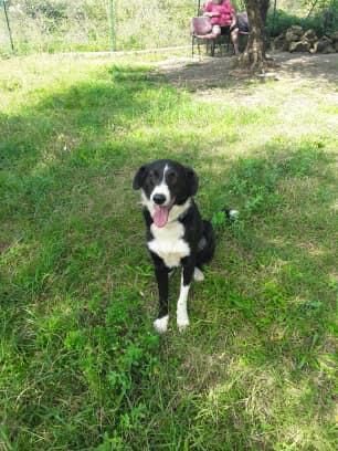 CHARLIE, simil border collie abbandonato cerca casa - Foto 9