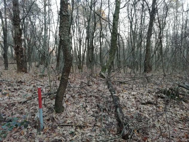 Terreno boschivo,agricolo, Casorate Sempione - Foto 3