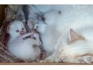 Cuccioli Sacro di Birmania con pedigree