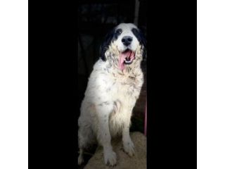 CEDRIC, SETTER INGLESE,  UNA MERAVIGLIA CHE CERCA CASA, CANE IN ADOZIONE
