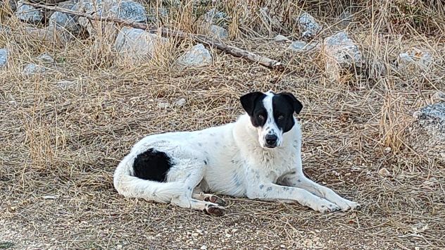 SNOOPY 3 ANNI TAGLIA GRANDE - Foto 3