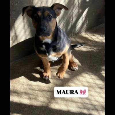 MAURA, VARCO, ROSEA, PEPPINO, CUCCIOLI IN ADOZIONE - Foto 6