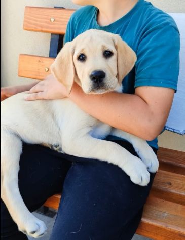 Labrador Retriever Cuccioli con pedigree - Foto 3