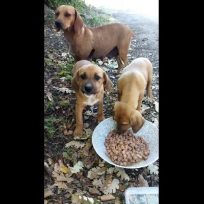CUCCIOLI IN ADOZIONE