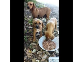 CUCCIOLI IN ADOZIONE